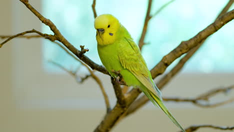 One-Pet-Budgerigar-or-Common-Parakeet-on-Tree-Branch-at-home,-Light-Green-and-Yellow-Budgie-Bird-Closeup