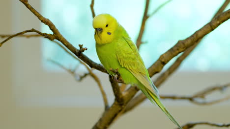 one pet budgerigar or common parakeet on tree branch at home, light green and yellow budgie bird closeup