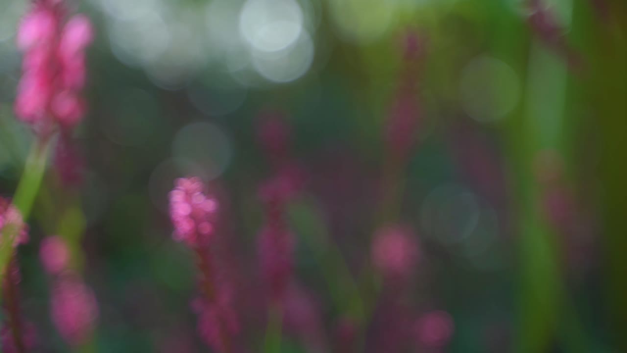 Handheld forwards moving shot through beautiful rich pink red purple flowers with a blurry background and depth of field, in a summer forest, with a light sun glare.