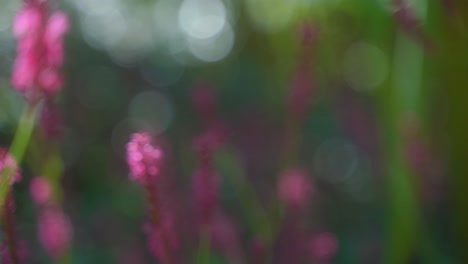 handheld forwards moving shot through beautiful rich pink red purple flowers with a blurry background and depth of field, in a summer forest, with a light sun glare.