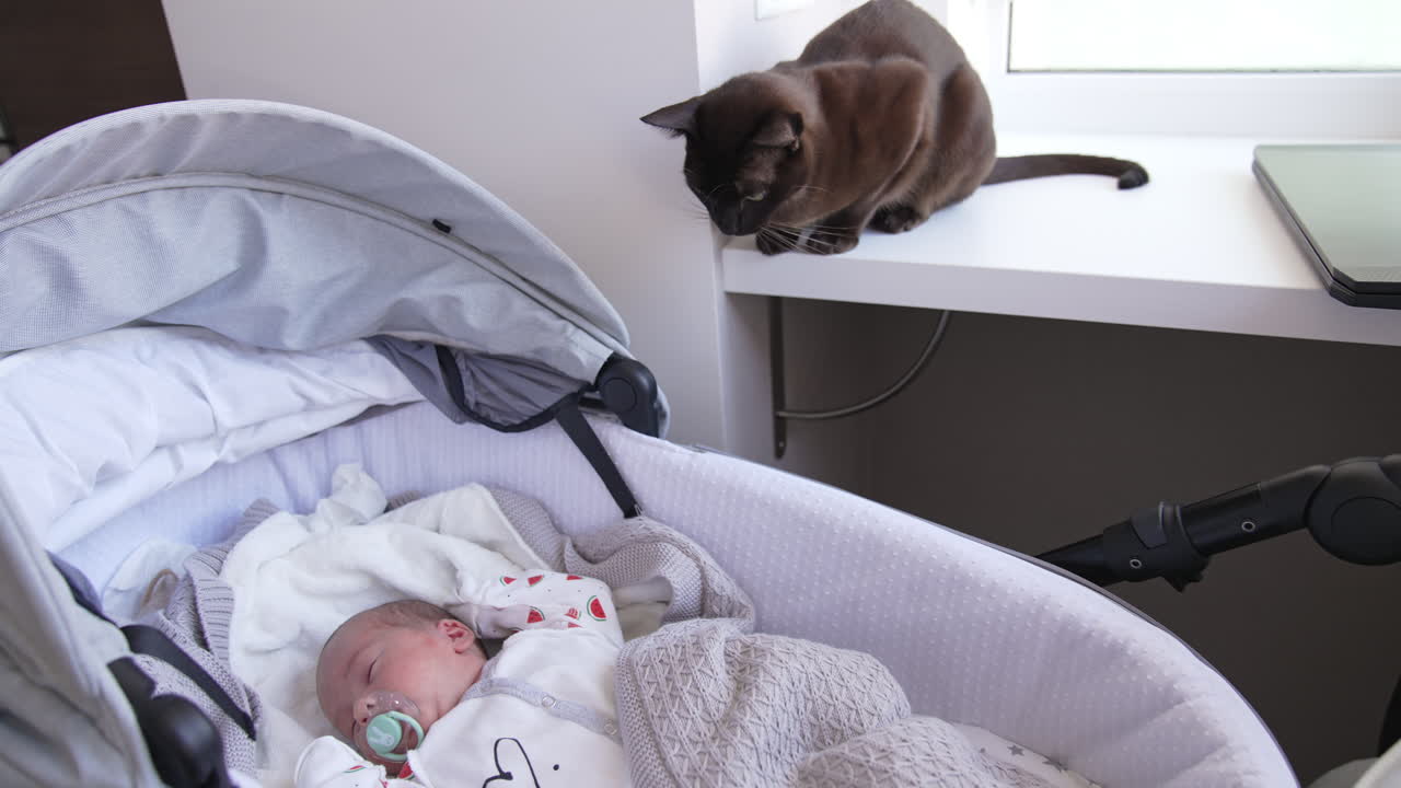 Newborn baby waking up from sleep in his carriage. Black domestic cat watching the babe. Pet licking itself on the windowsill.