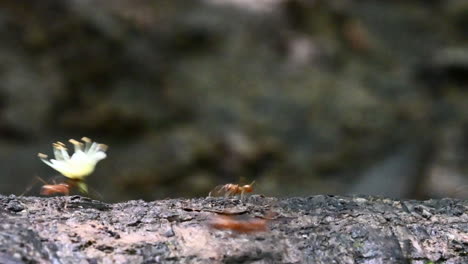 leafcutter ants carrying pieces of leaves and flowers over a treestump in the rainforest