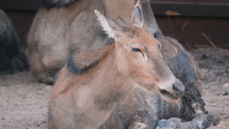 Close-up-of-female-Père-David’s-deer-chewing-food-in-front-of-another