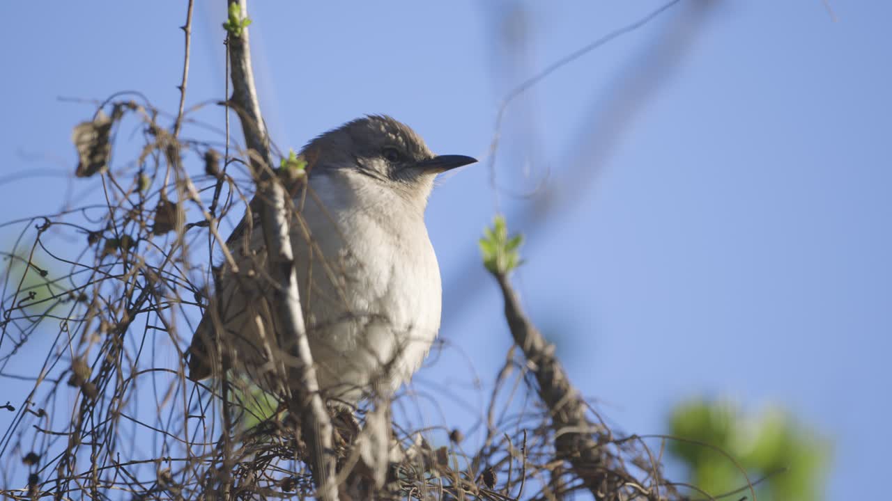 Northern Mockinbird looking around in sunlight amongst tree branches