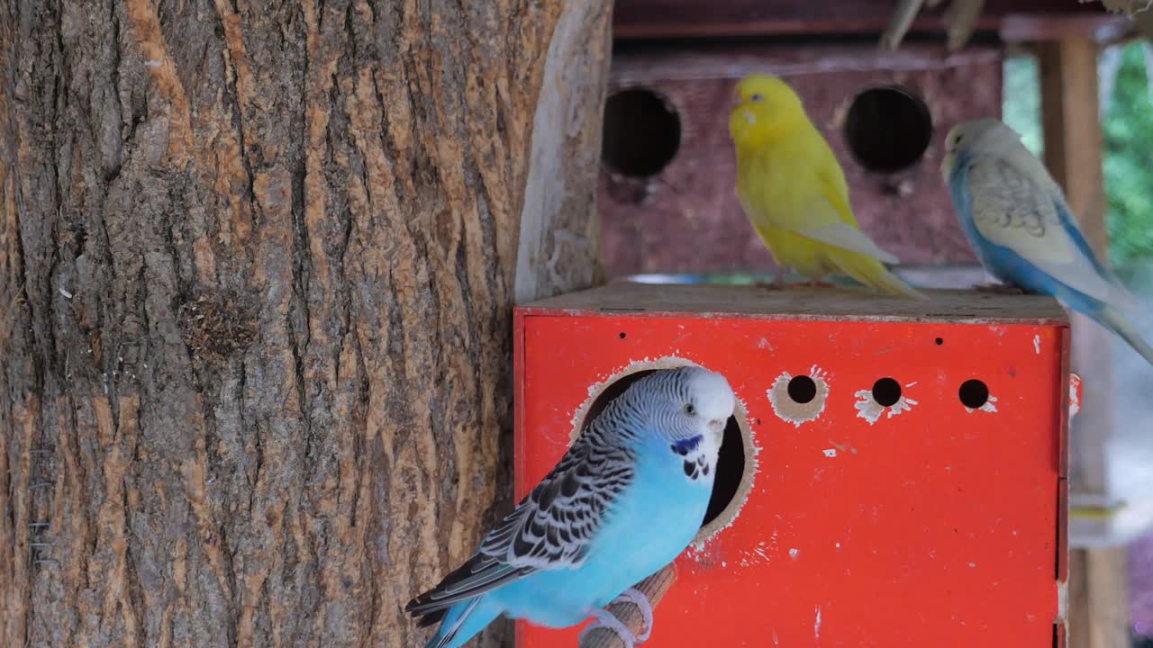 파란색과 노란색의 무새들이 새집에 앉아 있다.