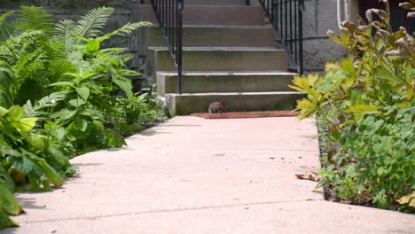 Bauernhofkaninchen-Am-Sommertag.-Kleines-Kaninchen-In-Der-Nähe-Der-Treppe.-Hauskaninchen