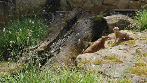 Pair-Of-Yellow-Mongoose-quarrel-on-the-stone