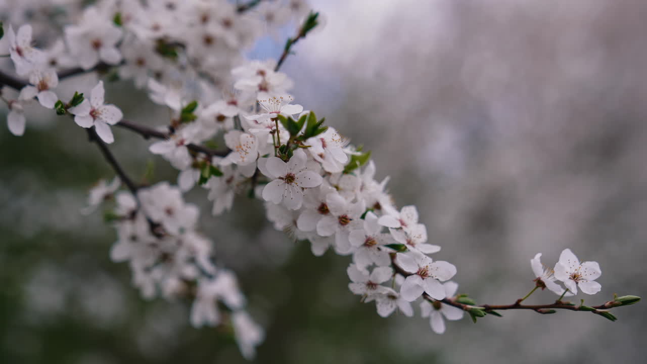 Cherry blossom in spring. White flowers of a blooming tree on grey sky background. Beautiful white flowers on a branch. Close-up.