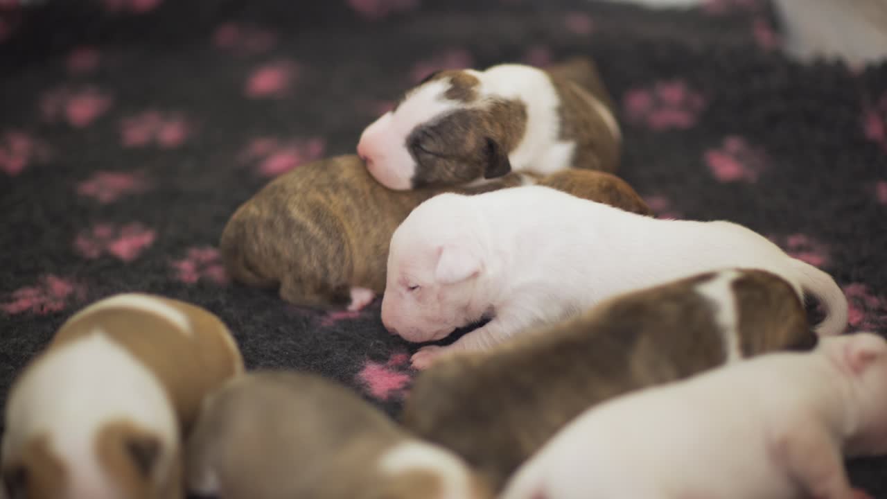 una camada de siete adorables cachorros bull terrier ingleses