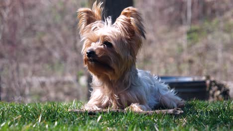 small yorkie dog lying in grass and sniffing the breeze, forest shrubs background