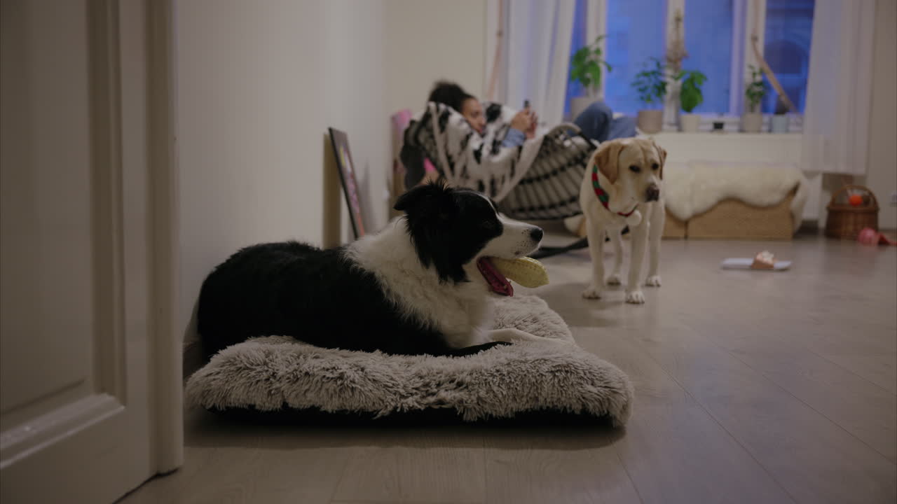 수줍어하는 래브라도르 리트리버가 지켜보는 동안 입에 장난감을 들고 있는 보더 콜리 (border collie), 스크롤링 의자에 앉아있는 소녀 (girl scrolling on the phone), 사랑스러운 행복한 개, 쾌적한 아파트, 거실, 애완동물 (pets)