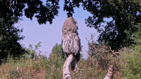 great grey owl sits on a branch in the forest and looks around with his big yellow eyes