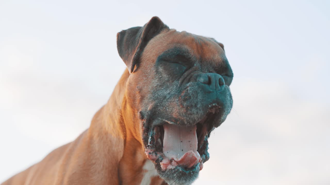 Boxer dog posing with different expressions on white background