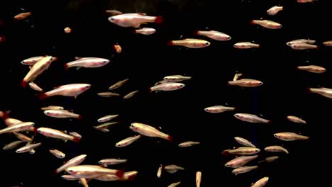 mini peces nadando rapido