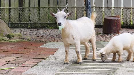 two white goats