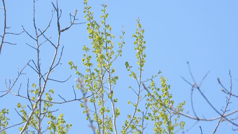 tiny bird jumps from branch to branch on tree top, sunny day