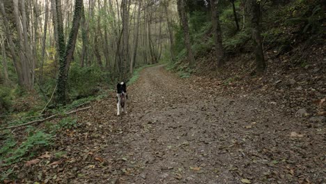 beautiful border collie playing in autumn forest and staring at the camera