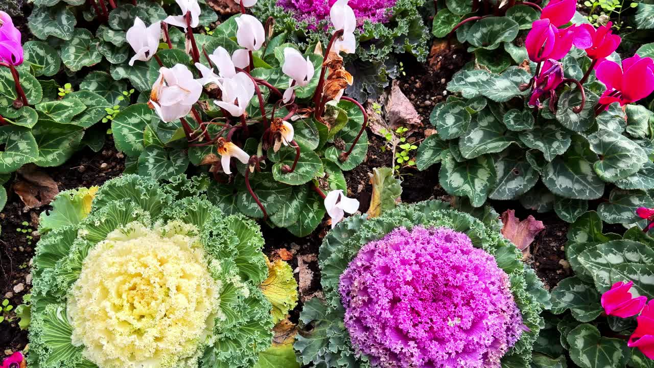 Ornamental cabbages and blooming cyclamen flowers in decorative garden bed