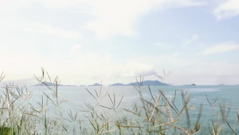 panoramic view of islands off the coast of panama city through tall grass swaying with the windy breeze during a bright sunny morning with clear blue skies