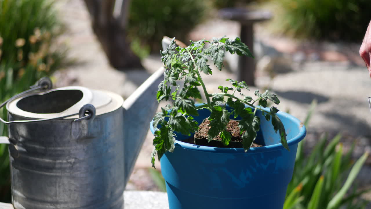 Close up of a gardener using a trowel to add potting soil to an organic tomato plant in a backyard vegetable garden
