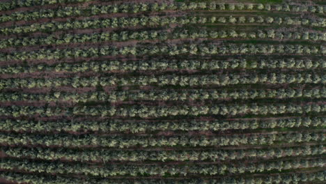 aerial view of a symmetrical orchard