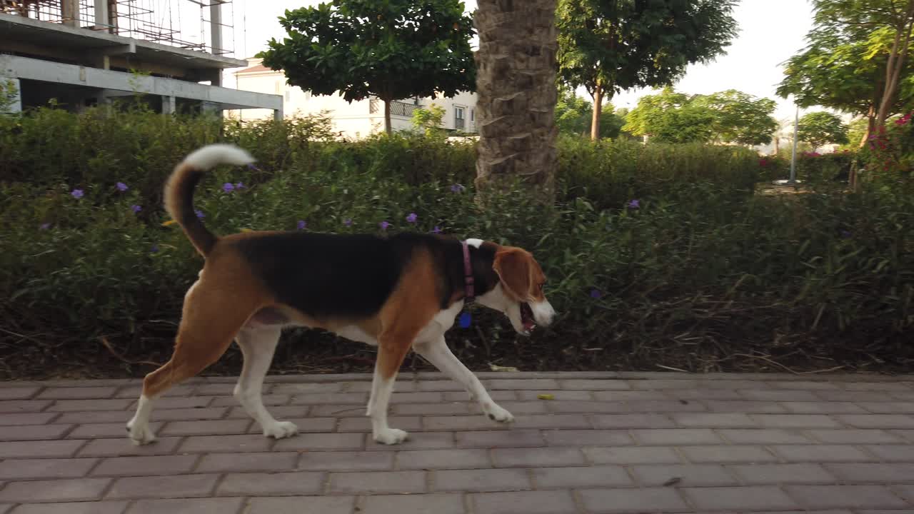 Carrellata di un beagle che cammina e annusa in giro nel parco
