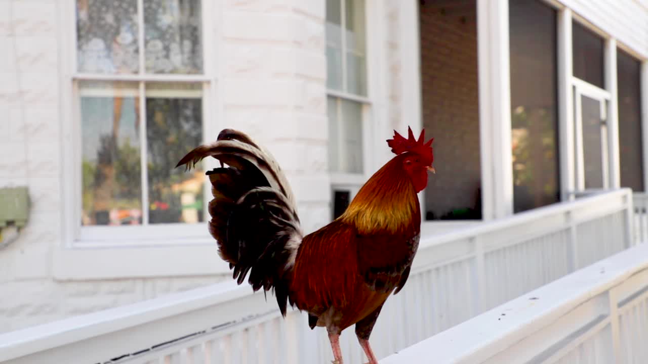 Street rooster found in Key West, Florida. The roosters are often found all over the city. This clip was shot at 60 frames per second and slowed down to 24 frames per second.