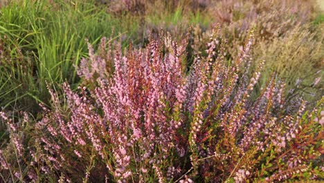 Closeup-of-purple-blooming-heather-in-national-park-De-Meinweg,-Netherlands---4k60p