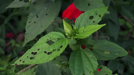 hojas verdes comidas por insectos