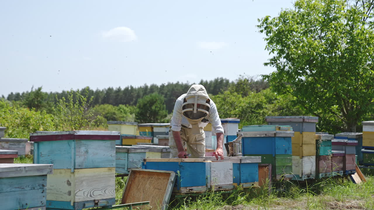 Experienced beekeeper checking his bee hives at the farm. Bees swarming around the man. Bee farm at the backdrop of forest on sunny day.
