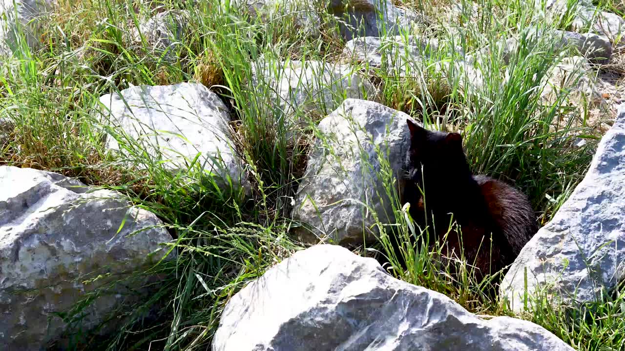Static video of feral black cats at the Denison Dam on Lake Texoma.