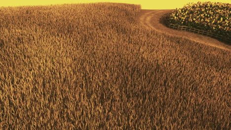 golden wheat field under the warm sunlight with a winding pathway in rural area