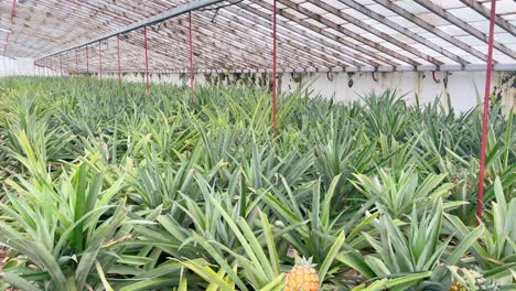 young pineapple fruits in greenhouse of tropical plantation