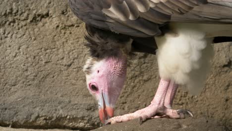 close-up of a hungry white-headed vulture eating from a carcass