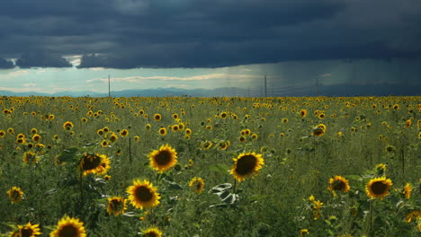 Filmische-Zeitlupe-Denver-Colorado-Sommer-Sonniger-Nachmittag-Gewitter-über-Felsigen-Bergen-Bauer-Atemberaubende-Wilde-Endlose-Sonnenblumen-Wildblumenfeldlandschaft-Drohnenantenne-Langsamer-Schieberegler-Nach-Links