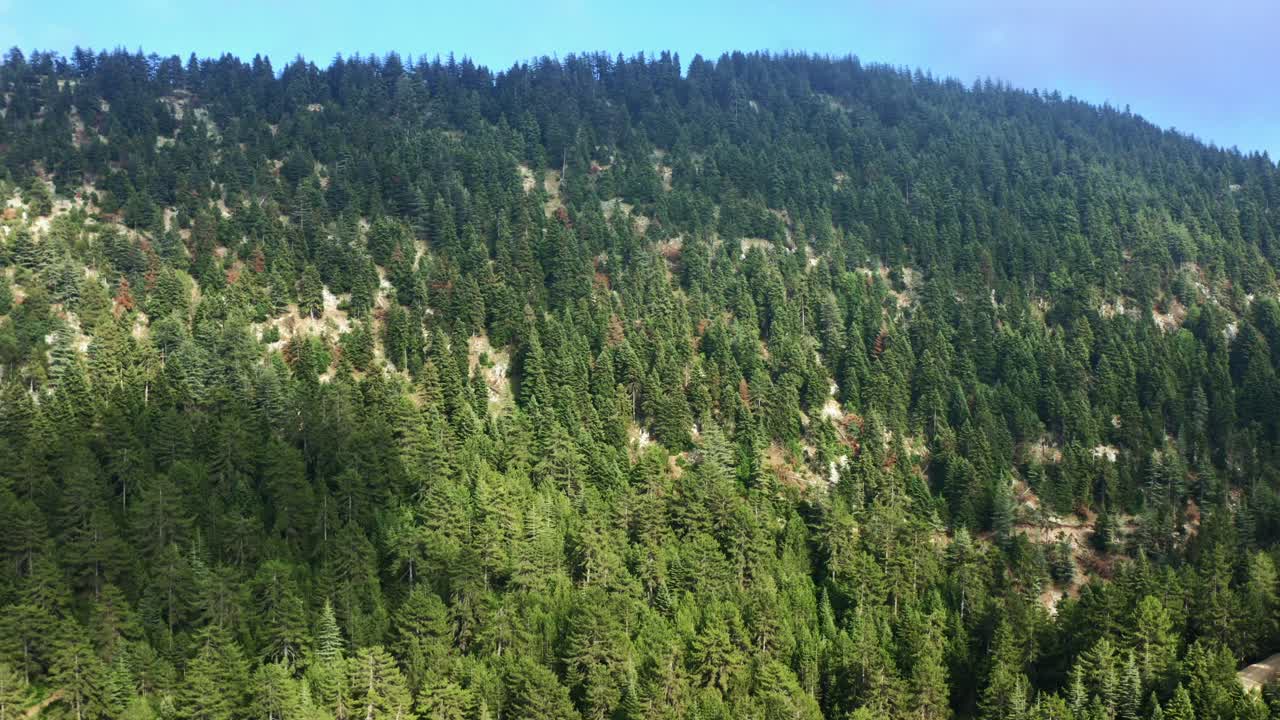 Drone flying upwards, green pine trees on top of a mountain and blue skies