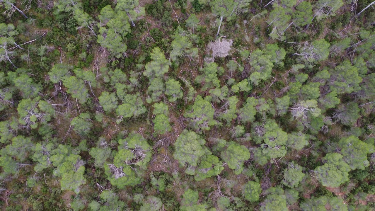 Cinematic 4K top-down drone shot of a lush Mediterranean pine forest in Spain. Dense green canopy with wild shrubs in a vibrant rural ecosystem