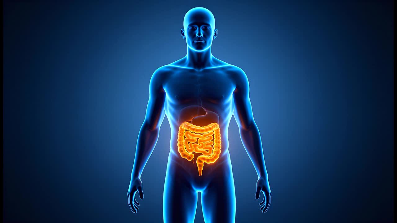 Rendering in 3D trasparente dell'interno del corpo con intestino e sistema digerente umano