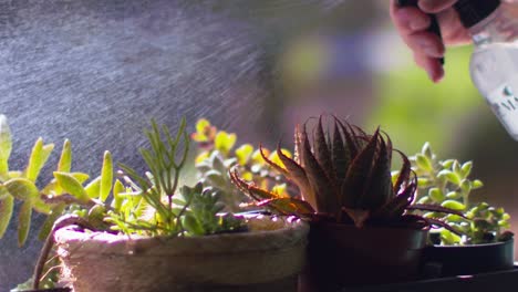 close up, watering potted home succulents with spray bottle