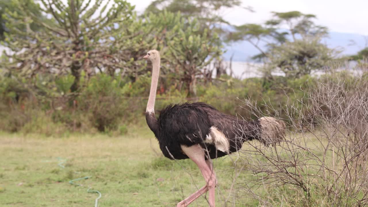 Uno struzzo nelle pianure del Kenya che cammina con grazia attraverso la natura selvaggia.
