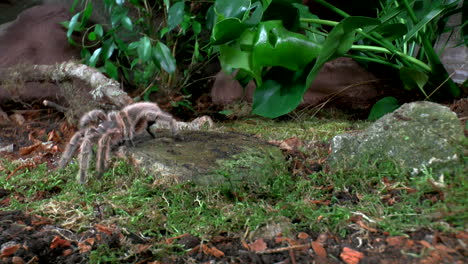 Front-close-up-view-of-walking-Tarantula