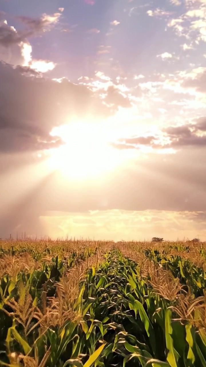 A Breathtaking View of a Cornfield Under the Glorious Sunlight, Capturing the Beauty of Nature with a Spectacular Sky and Golden Rays Streaming Through the Clouds