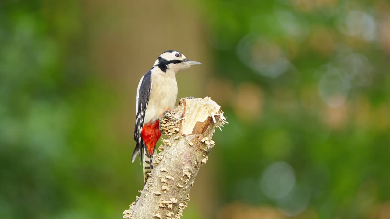 Great spotted woodpecker perched on a tree in a Dutch forest, calm moment during daylight in natural woodland habitat