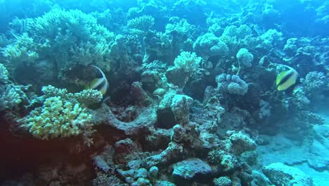 A-blueish-scenery-of-the-coral-reef