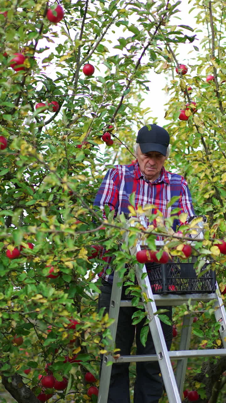 Old farmer standing on the rung ladder with box of apples on top. Busy man gathering fruit harvest in his garden. Vertical video
