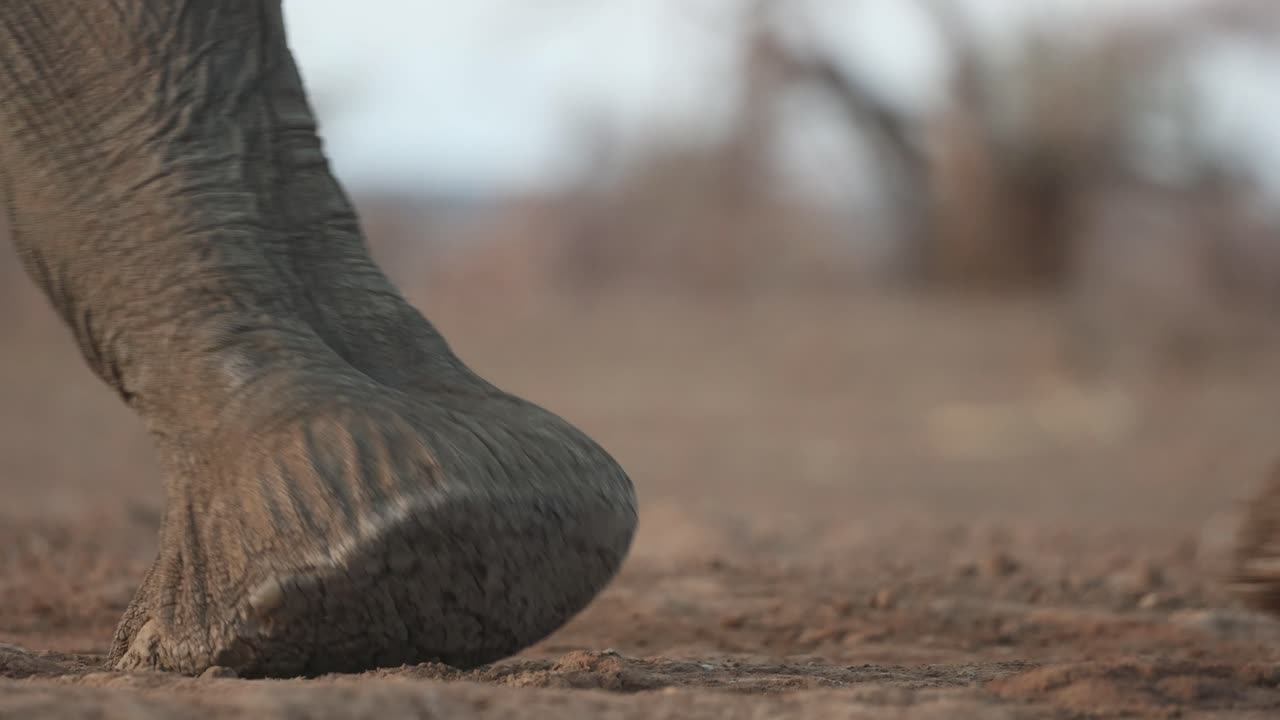 Closeup of an African elephant cow's and calf's trunk and feet while walking, Mashatu Game Reserve