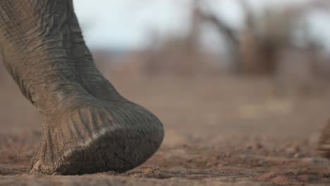 closeup of an african elephant cow's and calf's trunk and feet while walking, mashatu game reserve