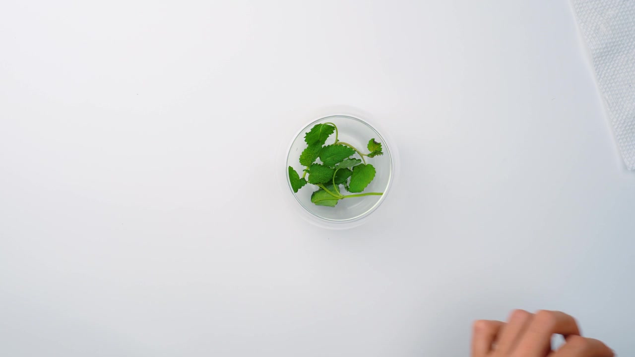 Bicchiere di vetro trasparente con un rametto di melissa verde all'interno. Vista dall'alto di una piccola ciotola trasparente contenente una pianta aromatica fresca su sfondo bianco.