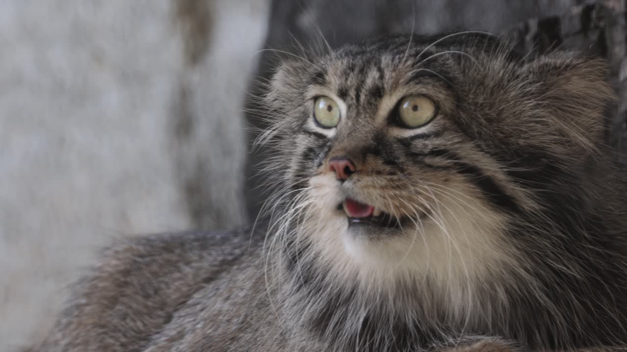 el gato de pallas (otokolobus manul), también conocido como el manul, es un pequeño gato salvaje con pelaje gris claro largo y denso, y orejas redondeadas colocadas abajo en los lados de la cabeza.