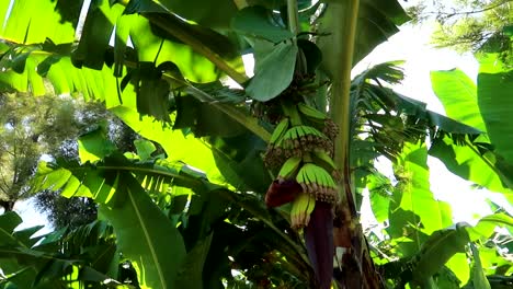 Banana-tree-with-small-unripened-bananas-growing-in-Tanzania-on-a-sunny-hot-day